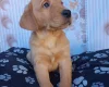 Goldador