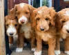 Labradoodle