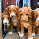 Labradoodle