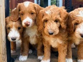 Labradoodle