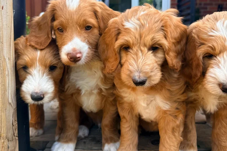 Labradoodle