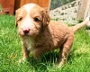 Labradoodle