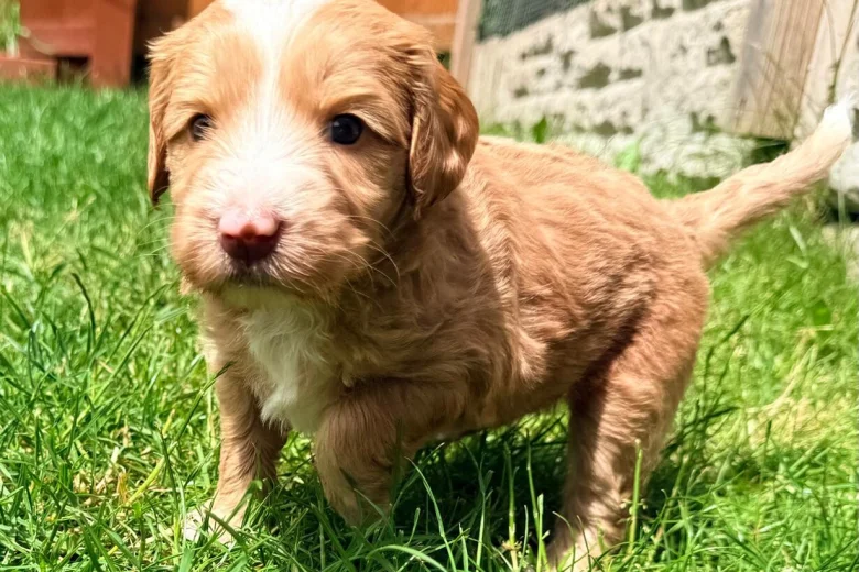 Labradoodle