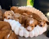 Labradoodle