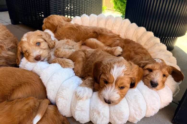 Labradoodle