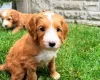 Labradoodle