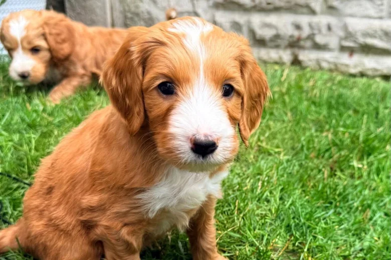 Labradoodle