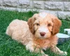 Labradoodle