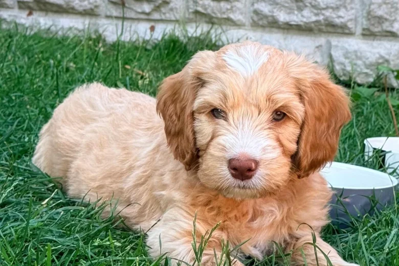 Labradoodle
