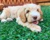 Labradoodle