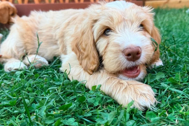 Labradoodle