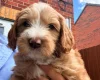 Labradoodle