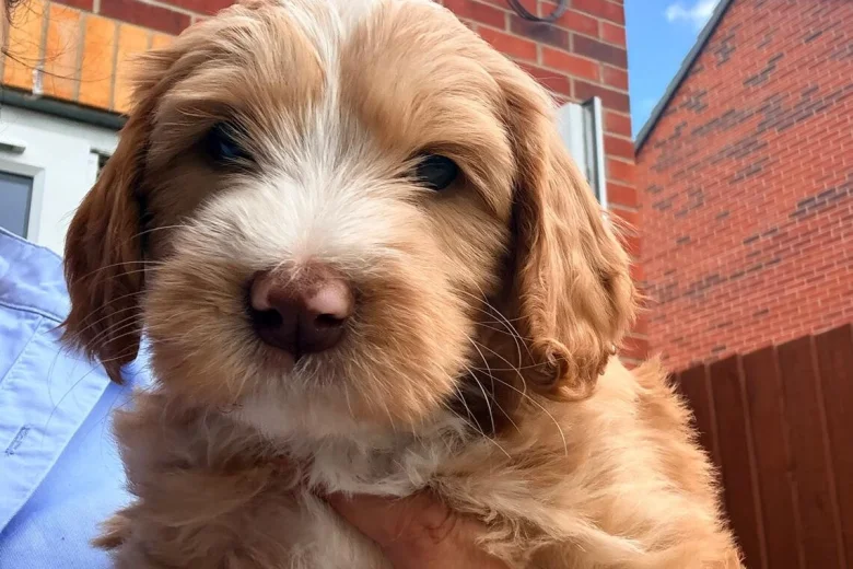 Labradoodle