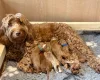Labradoodle