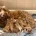 Labradoodle