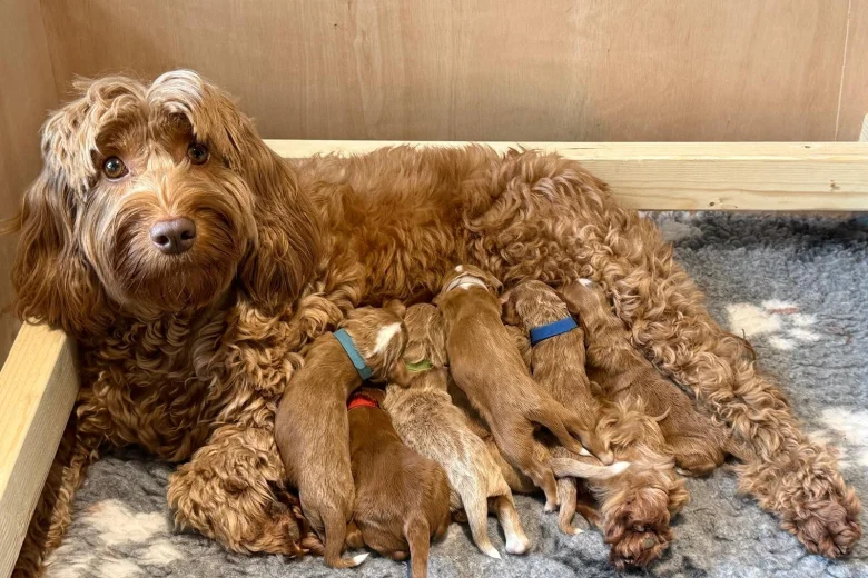Labradoodle