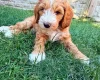 Labradoodle