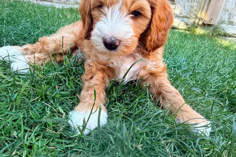 Labradoodle