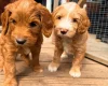 Labradoodle