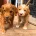 Labradoodle