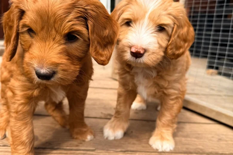 Labradoodle