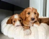 Labradoodle