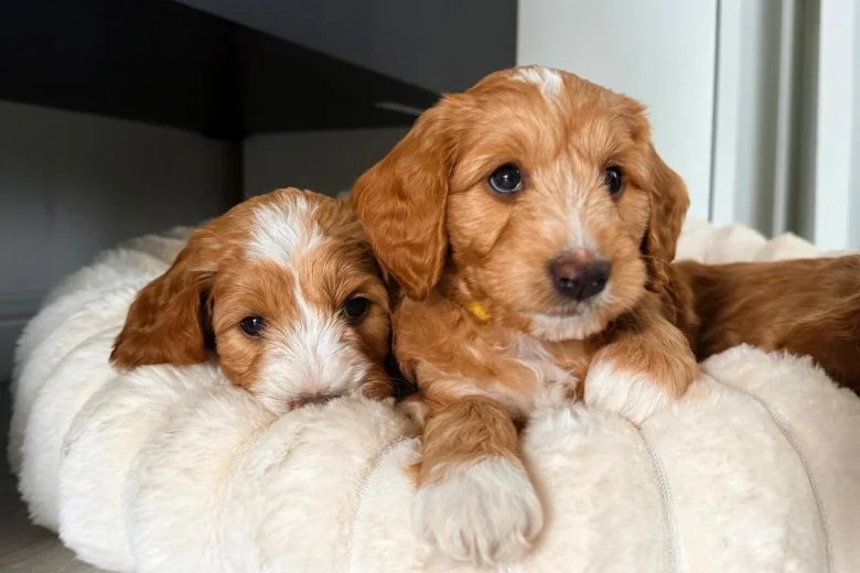 Labradoodle