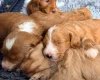 Labradoodle