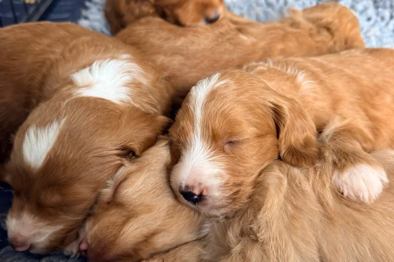 Labradoodle
