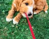 Labradoodle