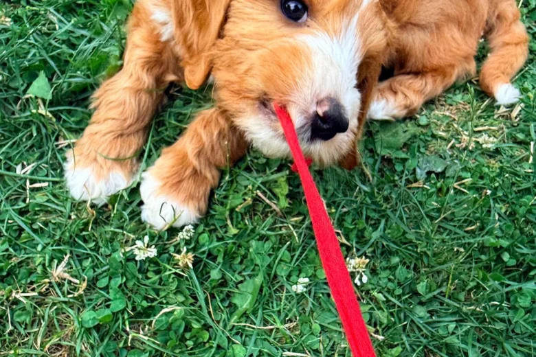 Labradoodle