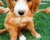 Labradoodle