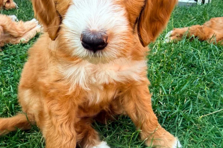 Labradoodle