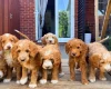 Labradoodle