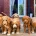 Labradoodle