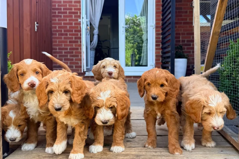Labradoodle
