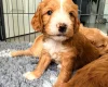Labradoodle