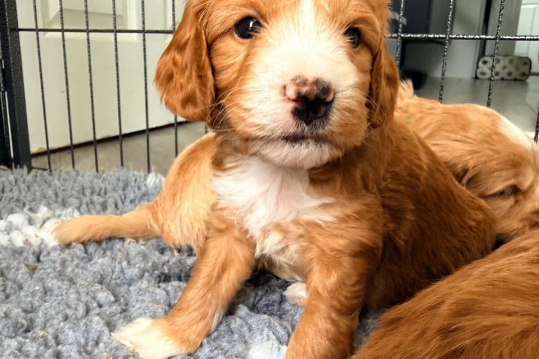 Labradoodle