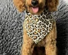 Goldendoodle