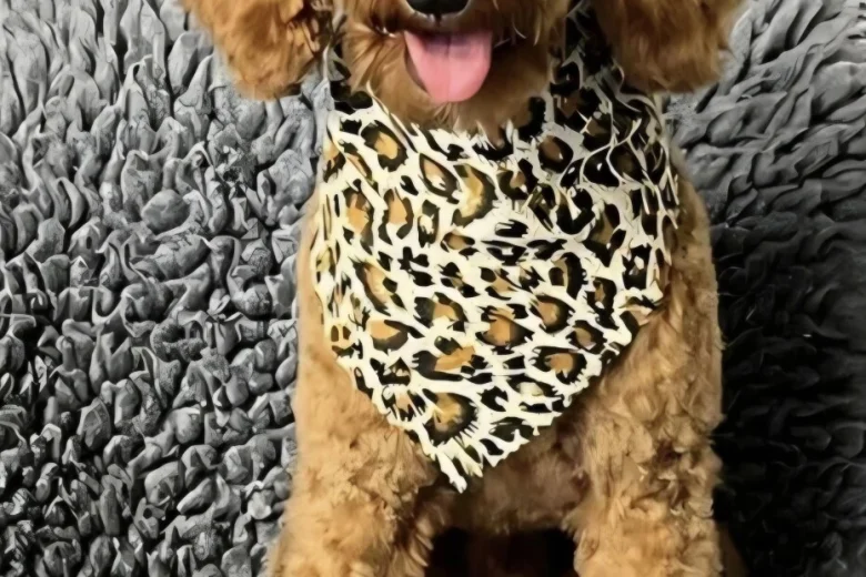 Goldendoodle