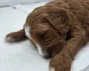 Goldendoodle