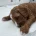 Goldendoodle