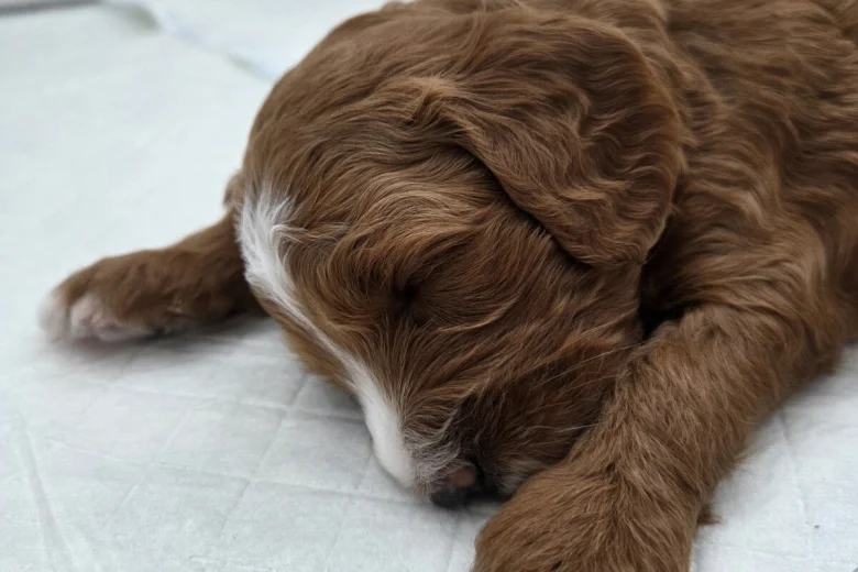 Goldendoodle