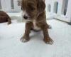 Goldendoodle