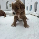Goldendoodle