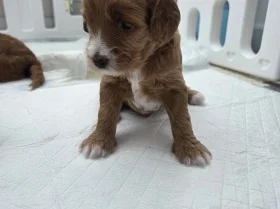 Goldendoodle