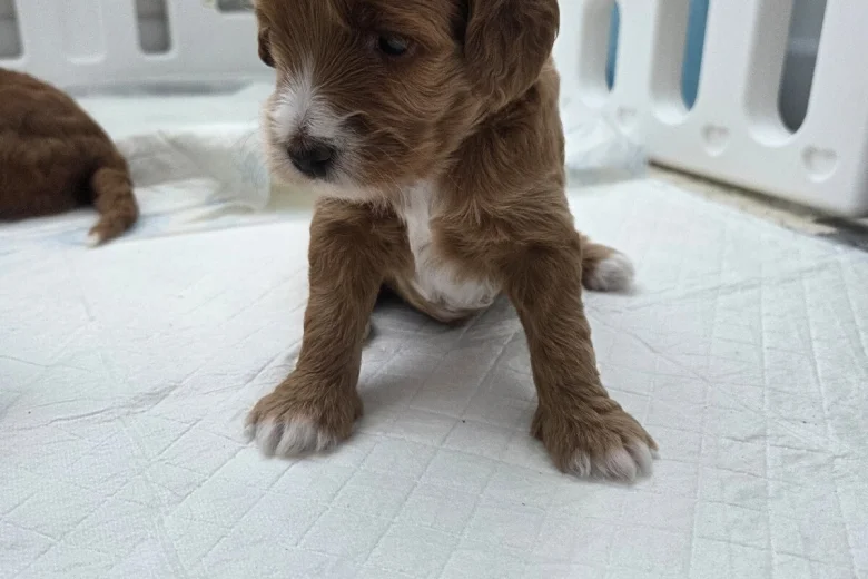 Goldendoodle