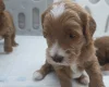 Goldendoodle