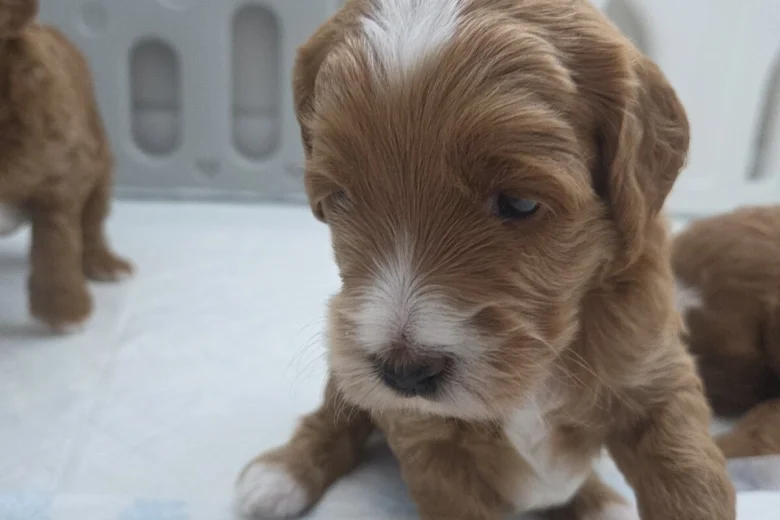 Goldendoodle