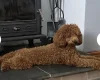 Goldendoodle